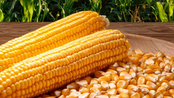 Corn Kernels